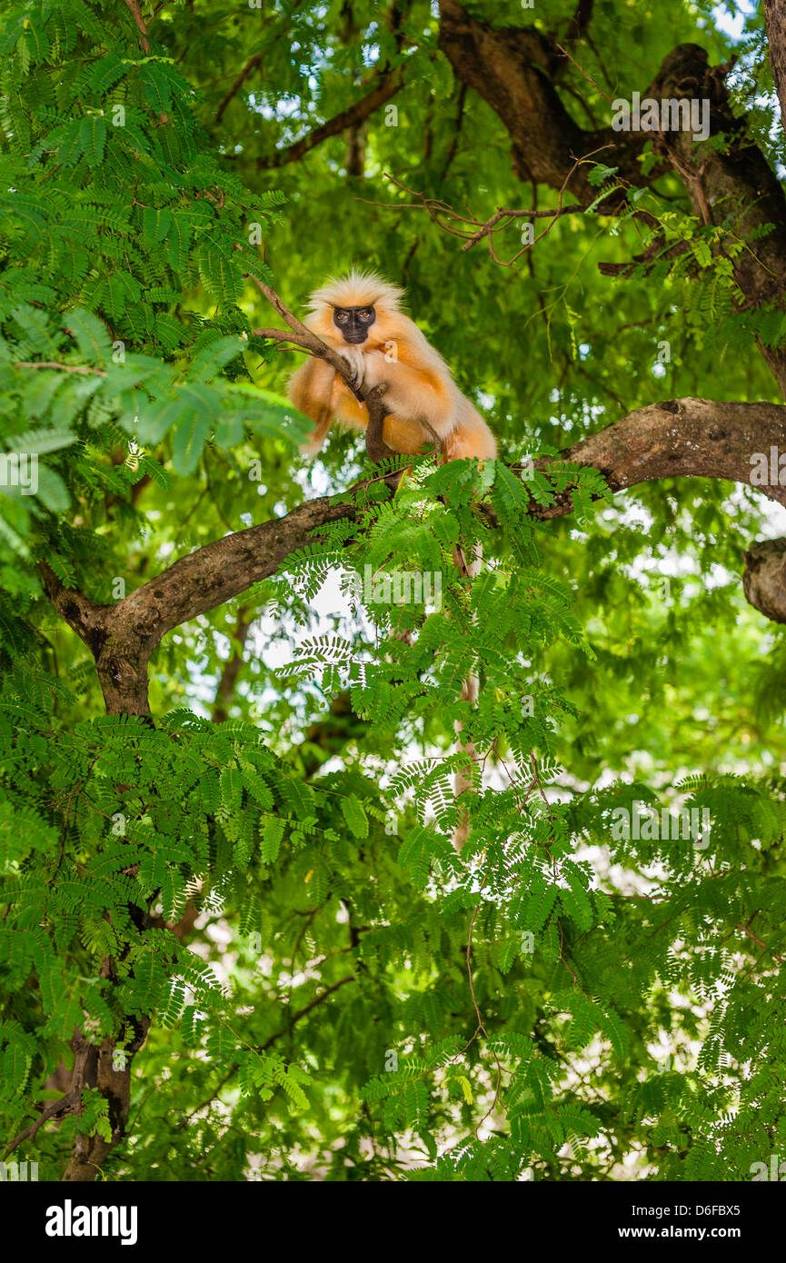 Di Gee golden langur, faccia nera e capelli lunghi, in un albero di foresta in Assam, nel nord est dell'India. Foto Stock