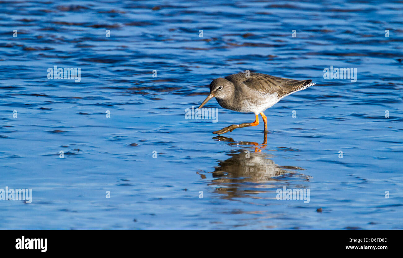 Gambo rosso (Tringa Totanus) nel fango NORFOLK REGNO UNITO Foto Stock