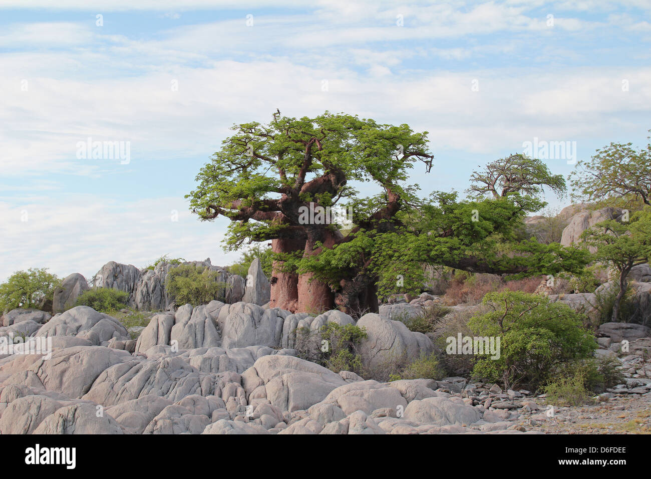Alberi di baobab su Kubu Island, Sua salina, Botswana Foto Stock