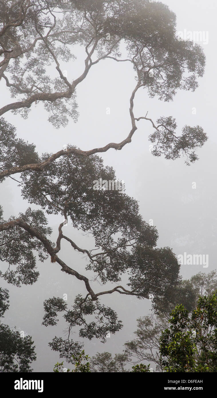 Rami sinuosi della foresta di alberi Dipterocarp emergenti dalla nebbia di mattina nella Danum Valley di Sabah Borneo Foto Stock