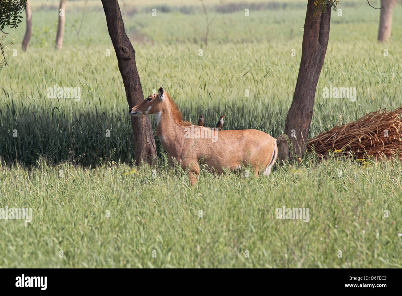 Wild nilgai in un cornfield vicino a Agra, Uttar Pradesh, India Foto Stock