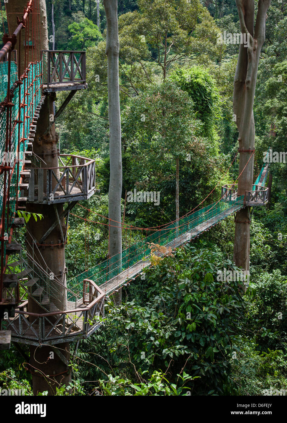Il Pontile al Borneo Rainforest Lodge nella Danum Valley Sabah Borneo consente ai visitatori di alzarsi nella tettoia Dipterocarp Foto Stock