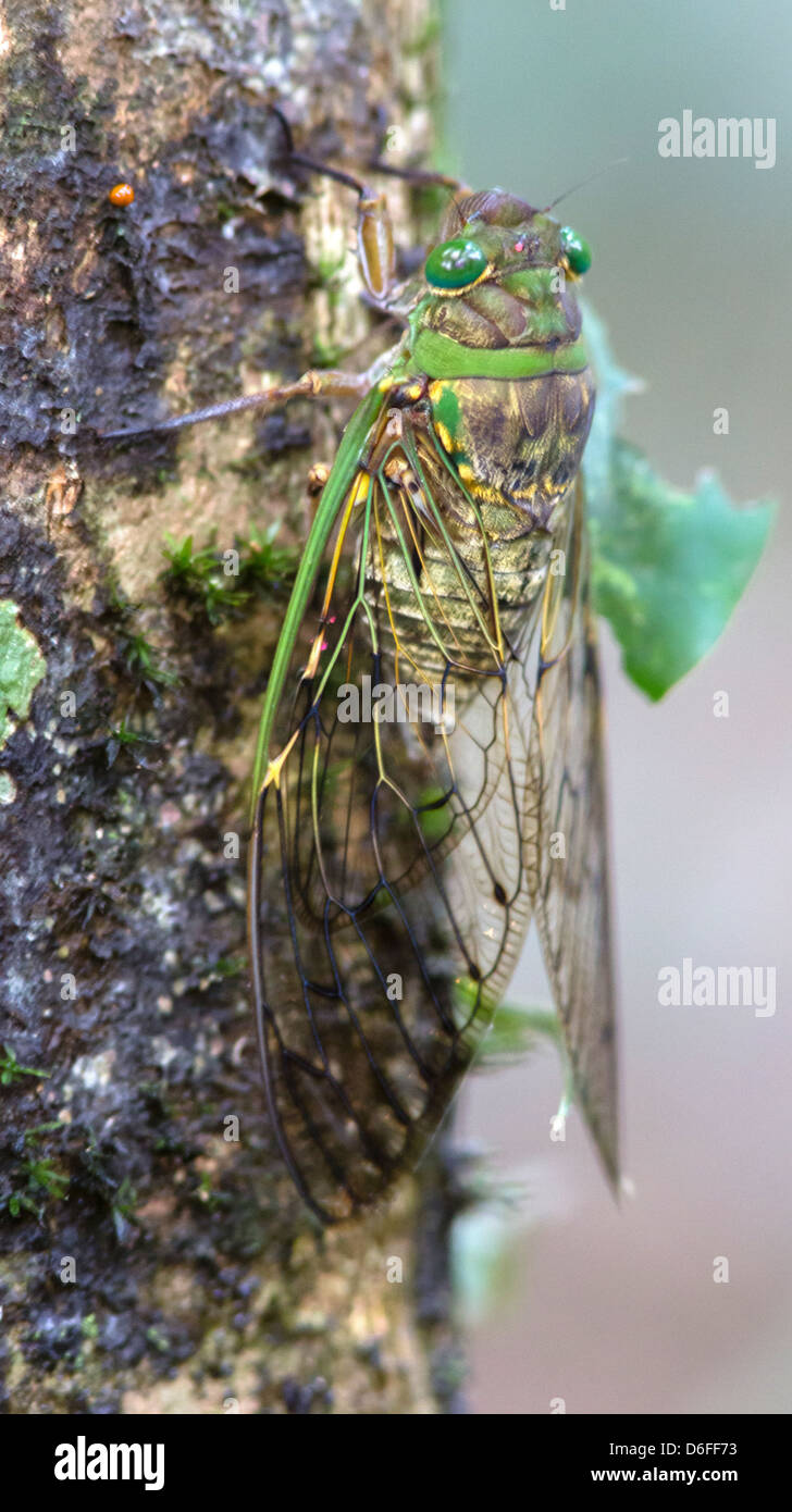 Cicala gigante di 8 cm con ali trasparenti e gli occhi verdi aggrappati a una foresta di pioggia tronco di albero nella Danum Valley Sabah Borneo Foto Stock