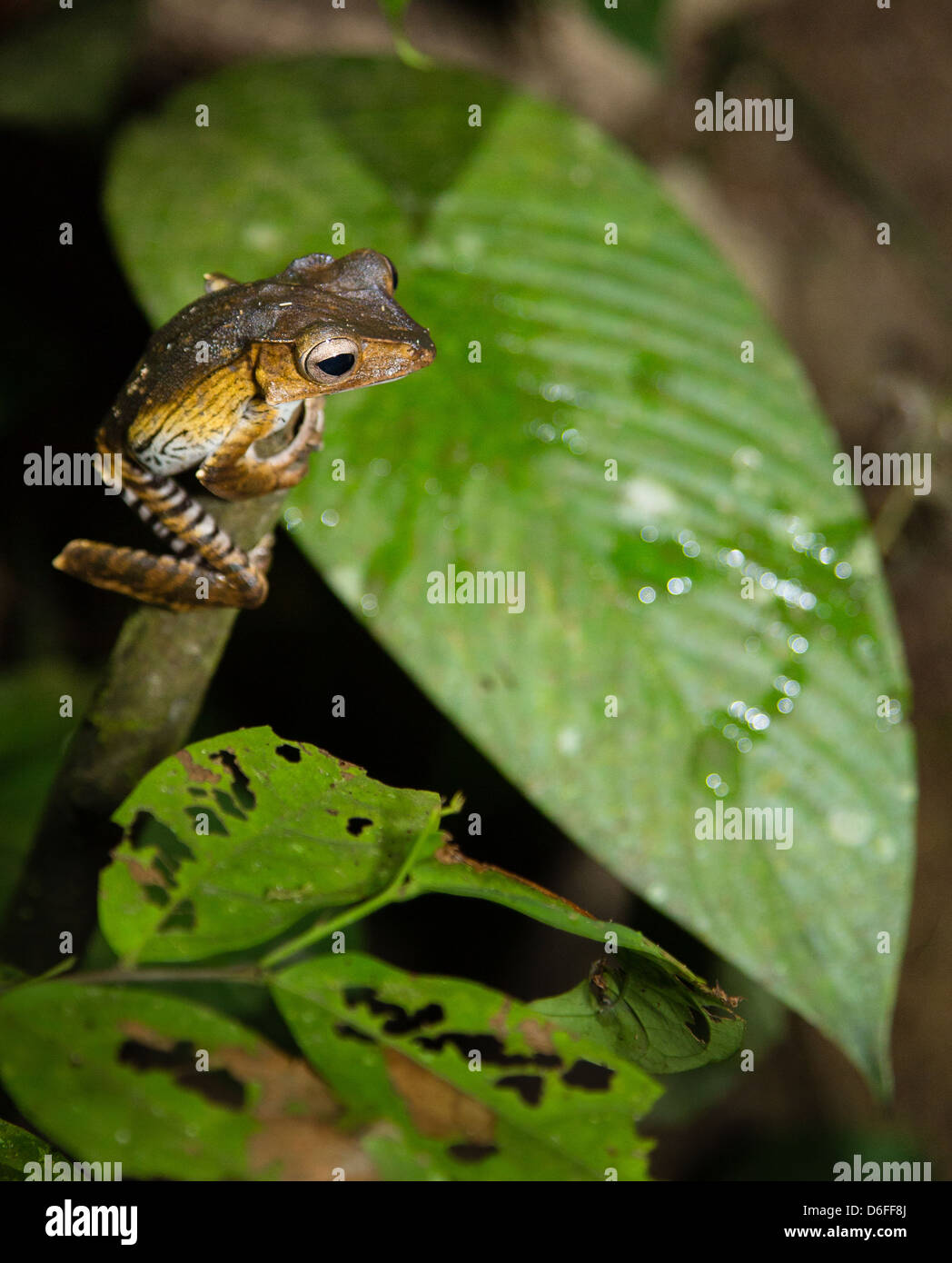 File di giovani dalle orecchie o Borneo Eared Raganella Polypedates otilophus di notte di Danum Valley Sabah Borneo Foto Stock