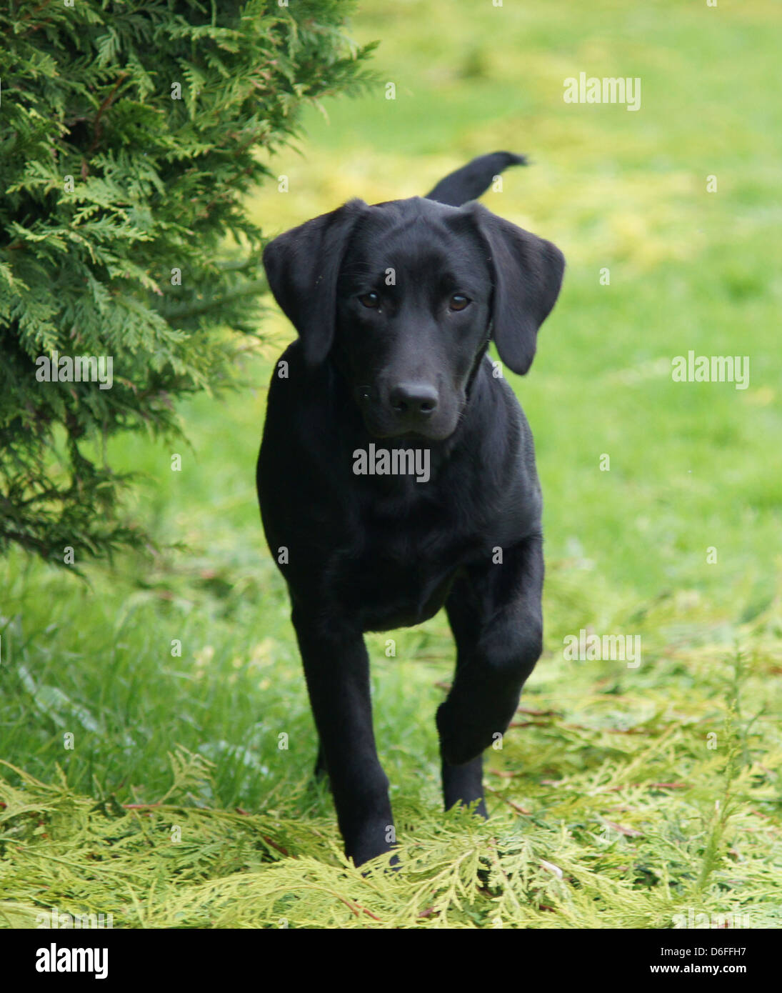 Sei mesi di vecchio nero Labrador Retriever cucciolo acceso verso la telecamera Foto Stock