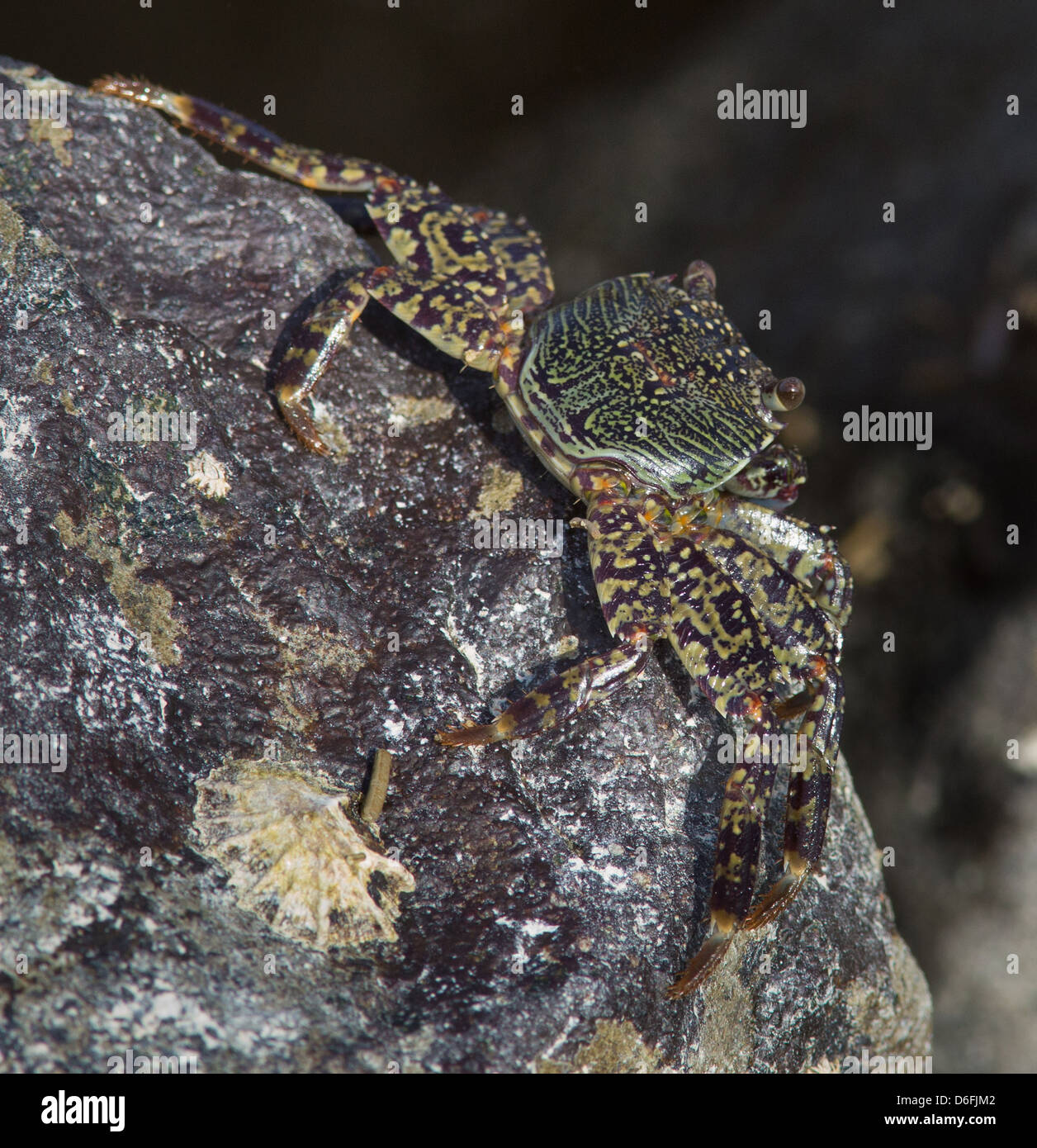 Complessamente roccia modellato granchio nella zona splash su Selingan isola mare di Sulu Sabah Borneo Foto Stock