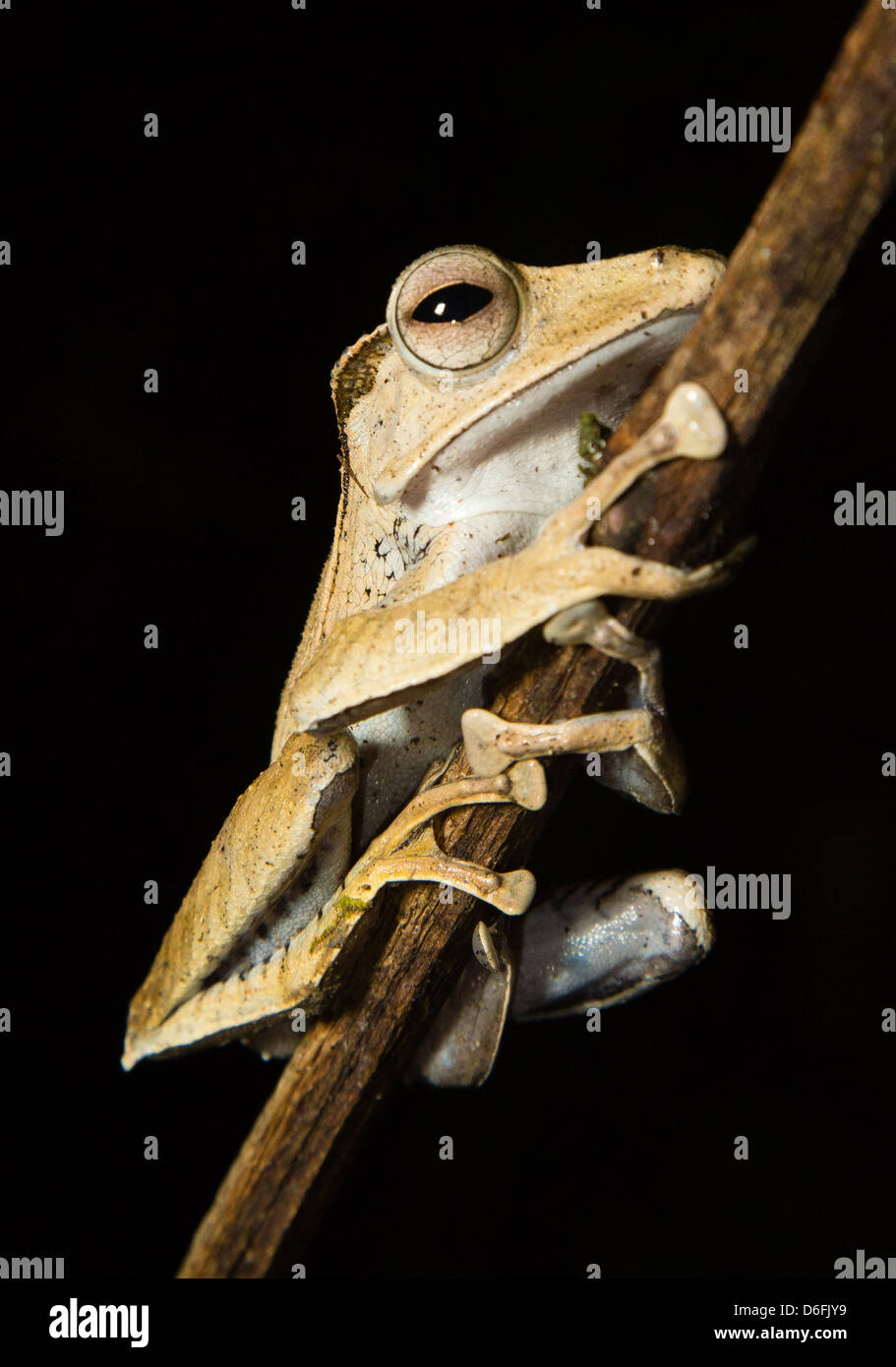 File dalle orecchie o Borneo Eared Raganella Polypedates otilophus aggrappato a un ramo sottile di notte di Danum Valley Sabah Borneo Foto Stock