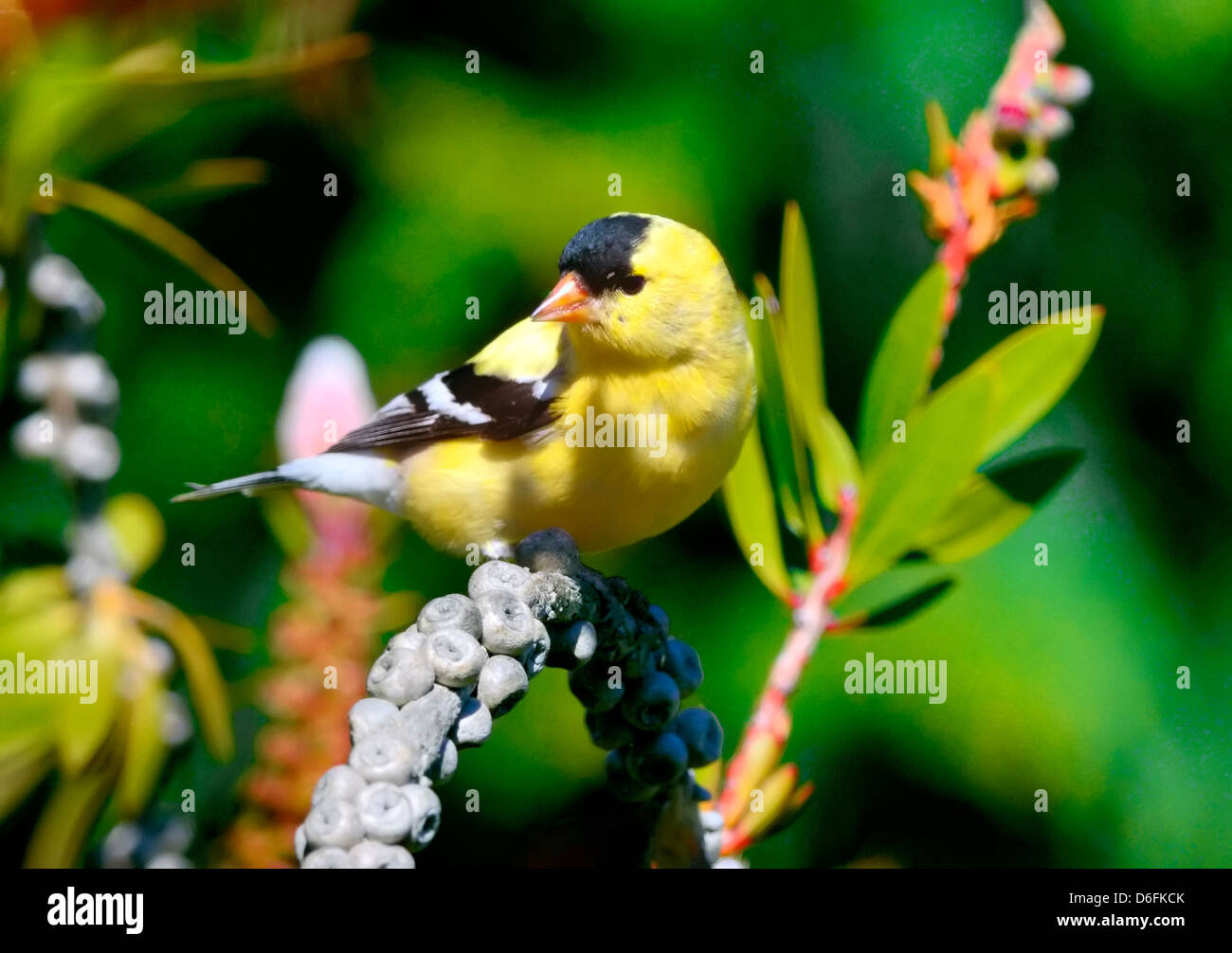 Goldfinch americano maschio arroccato su una cialda di semi, piumaggio giallo brillante e cappuccio nero che si illumina alla luce del sole. Un vibrante songbird. Spinus tristis Foto Stock