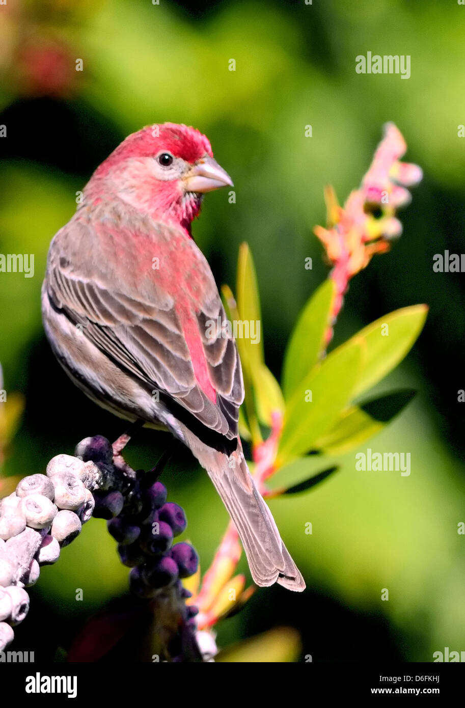 Maschio Casa Finch arroccato su un ramo carico di bacche, piumaggio rosso vibrante alla luce del sole. Un familiare songbird. Haemorhous mexicanus Foto Stock