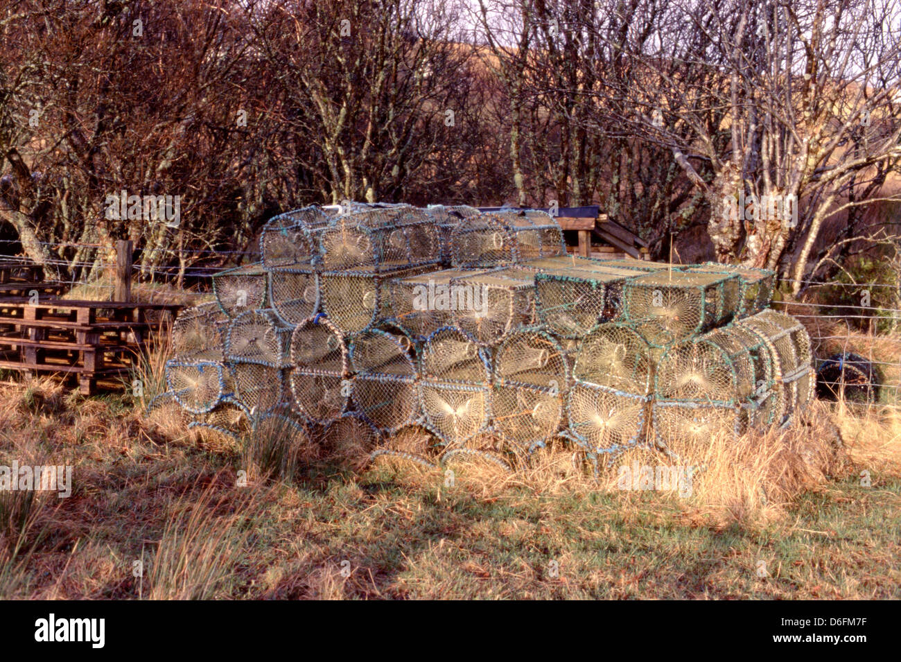 POT di aragosta Foto Stock