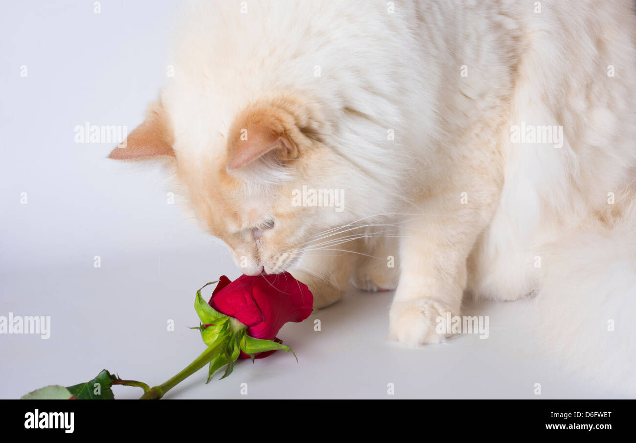 A lungo i capelli bianchi lo sniffing Cat Red Rose Foto Stock