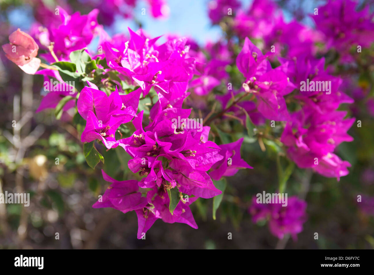 Fiori viola Foto Stock