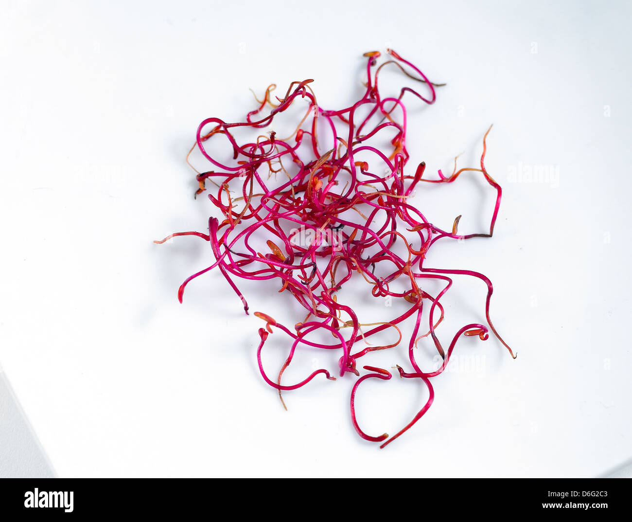 Micro Barbabietole da insalata germogli Foto Stock