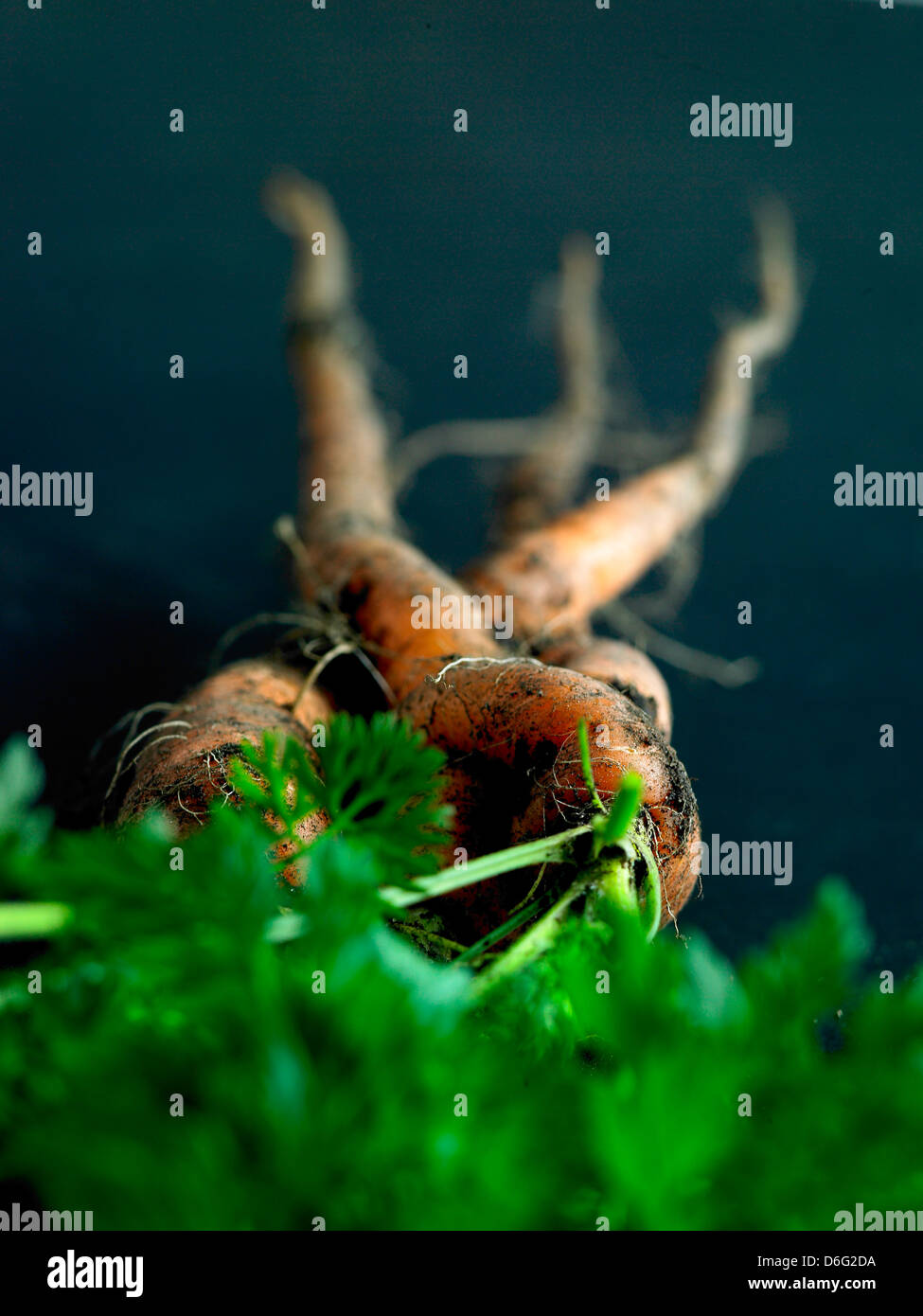 Carote organico tops con il terreno. Foto Stock