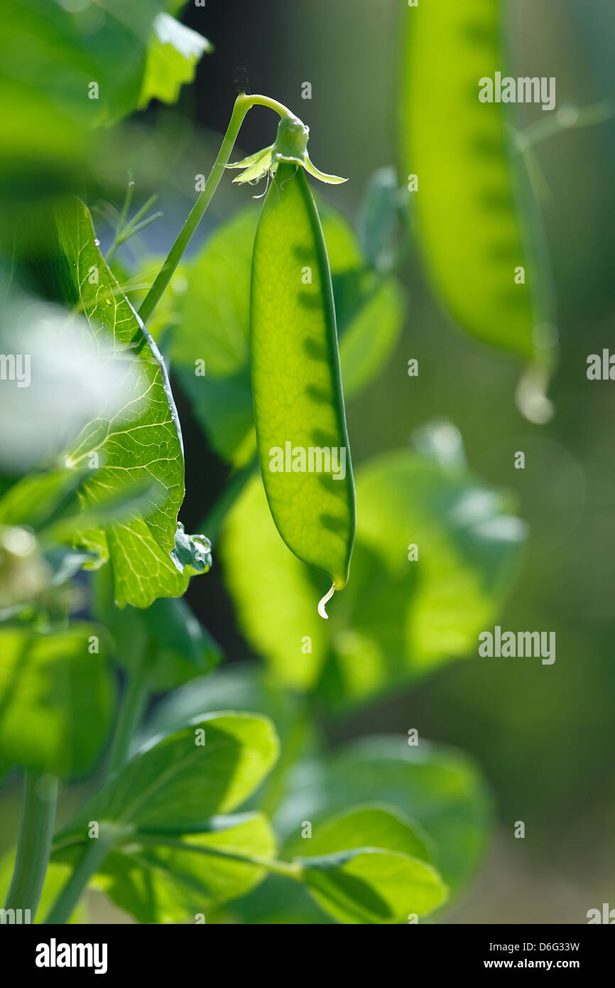 Gestire Tout pisello a scatto Foto Stock