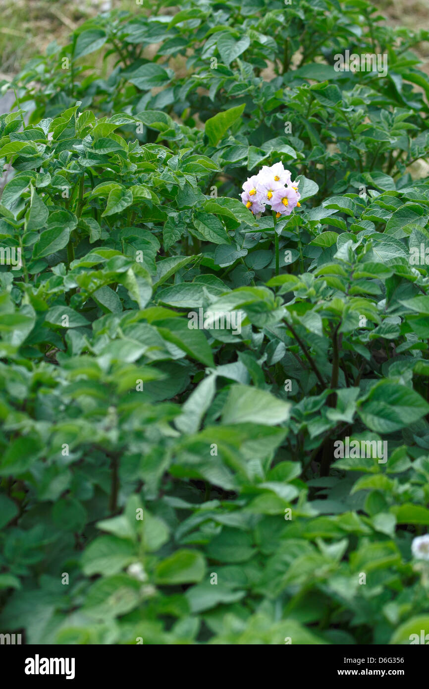 Coltivazione di patate foglie e fiori Foto Stock