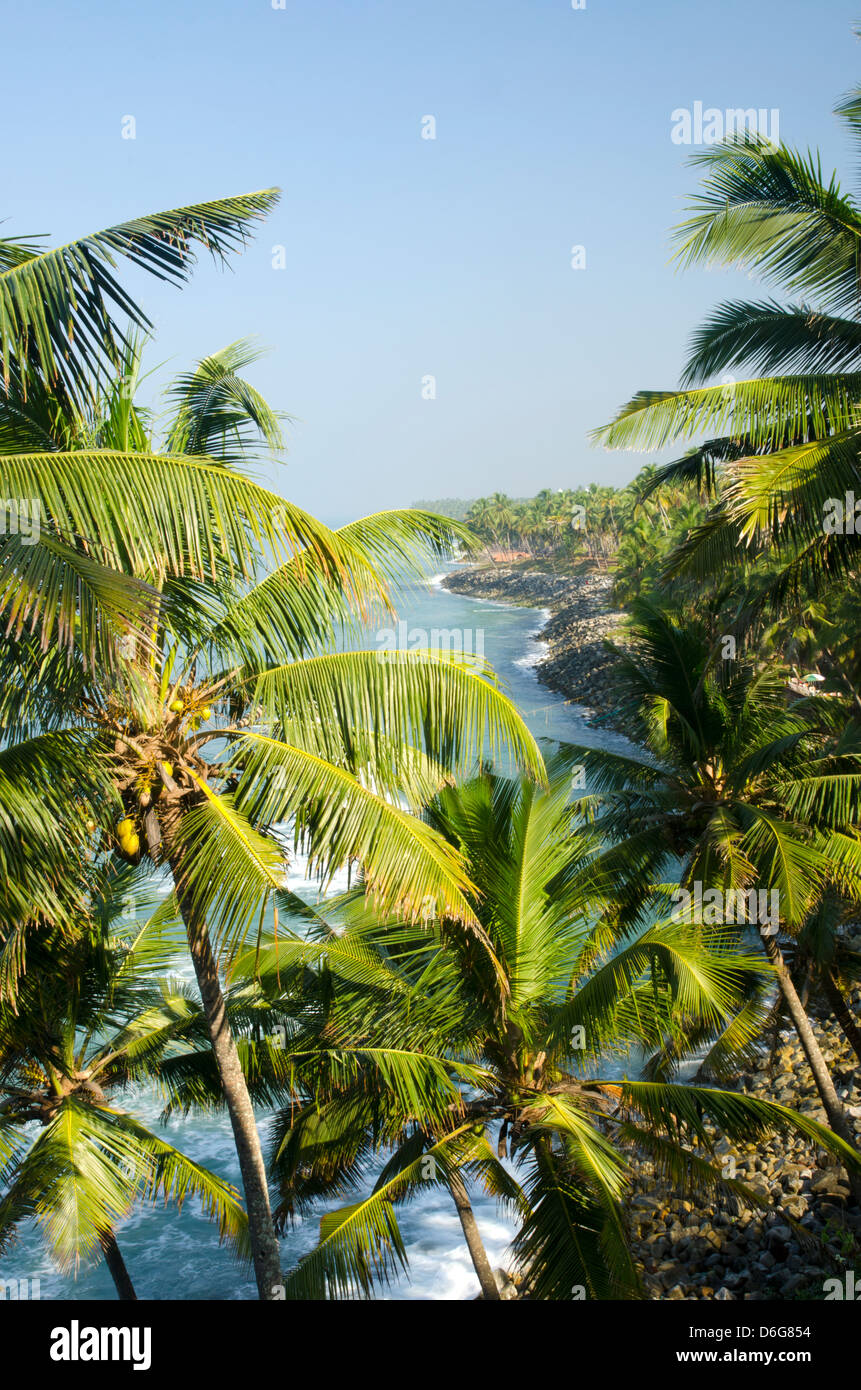 Palme sulla spiaggia di Varkala, India Foto Stock