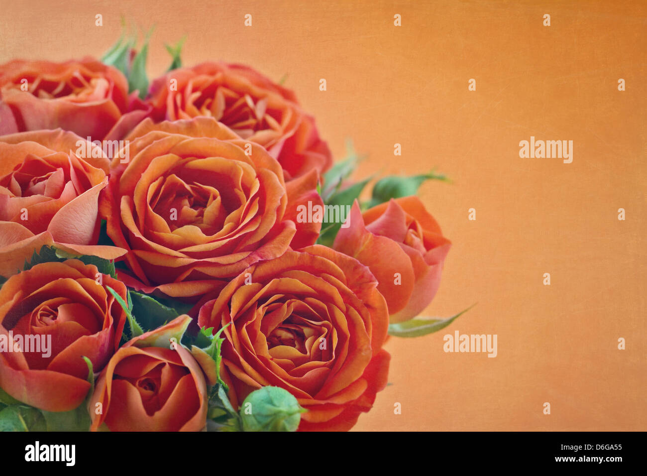 Romantico arancione vintage roses shabby chic sfondo testurizzata e spazio di copia Foto Stock