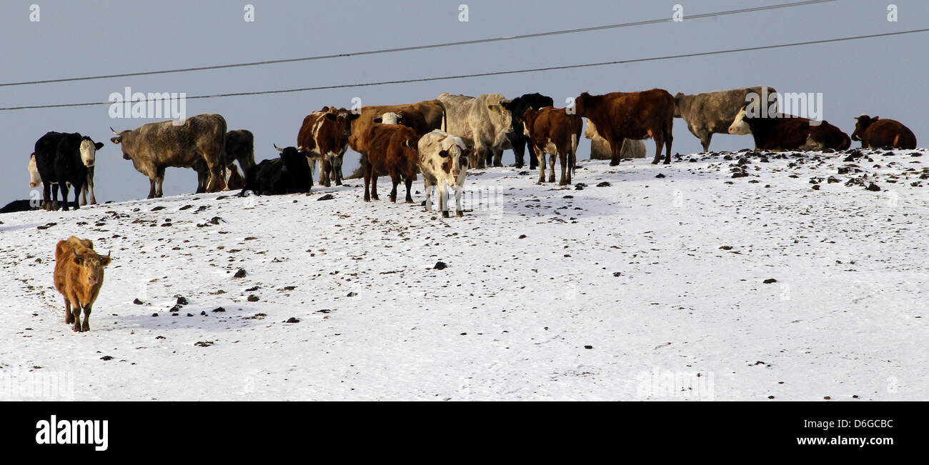 Una mandria di cattles stand in un campo vicino a Rostock, Germania, 11 febbraio 2012. Secondo Marin Piehl dallo stato dell'agricoltore, associazione vacche cadde il migliore del freddo, ma il pollame e gli allevatori di suini sono confrontati con elevati costi di riscaldamento. Gli agricoltori sono interessate per il prossimo raccolto a causa della durata di gelo. Foto: Bernd Wuestneck Foto Stock