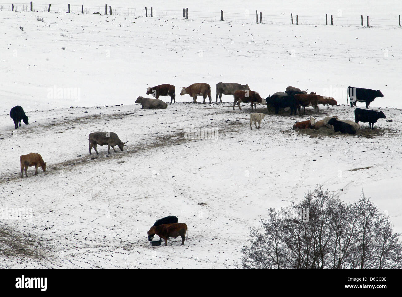 Una mandria di cattles stand in un campo vicino a Rostock, Germania, 11 febbraio 2012. Secondo Marin Piehl dallo stato dell'agricoltore, associazione vacche cadde il migliore del freddo, ma il pollame e gli allevatori di suini sono confrontati con elevati costi di riscaldamento. Gli agricoltori sono interessate per il prossimo raccolto a causa della durata di gelo. Foto: Bernd Wuestneck Foto Stock