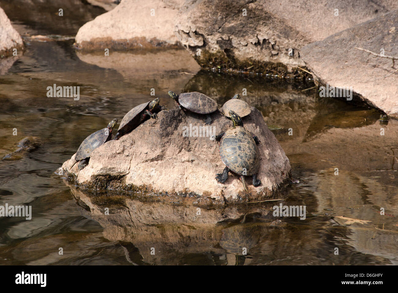 Nord-est dipinto di tartarughe hrysemys picta crogiolarvi al sole su una roccia in un flusso. Foto Stock