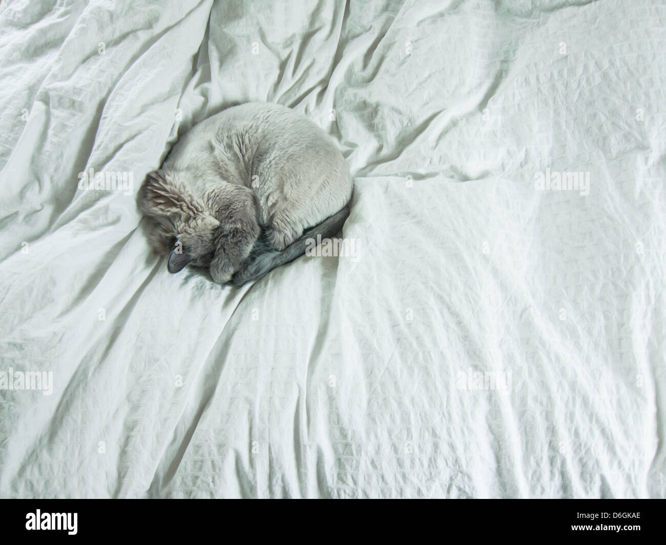 Gatto rannicchiato sul letto - Immagine stock catturata con smartphone