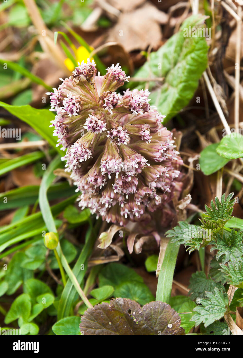 Un selvaggio Petasites Hybridus Butterbur Fiore nella prateria accanto al fiume Derwent a Hathersage Derbyshire England Regno Unito Regno Unito Foto Stock