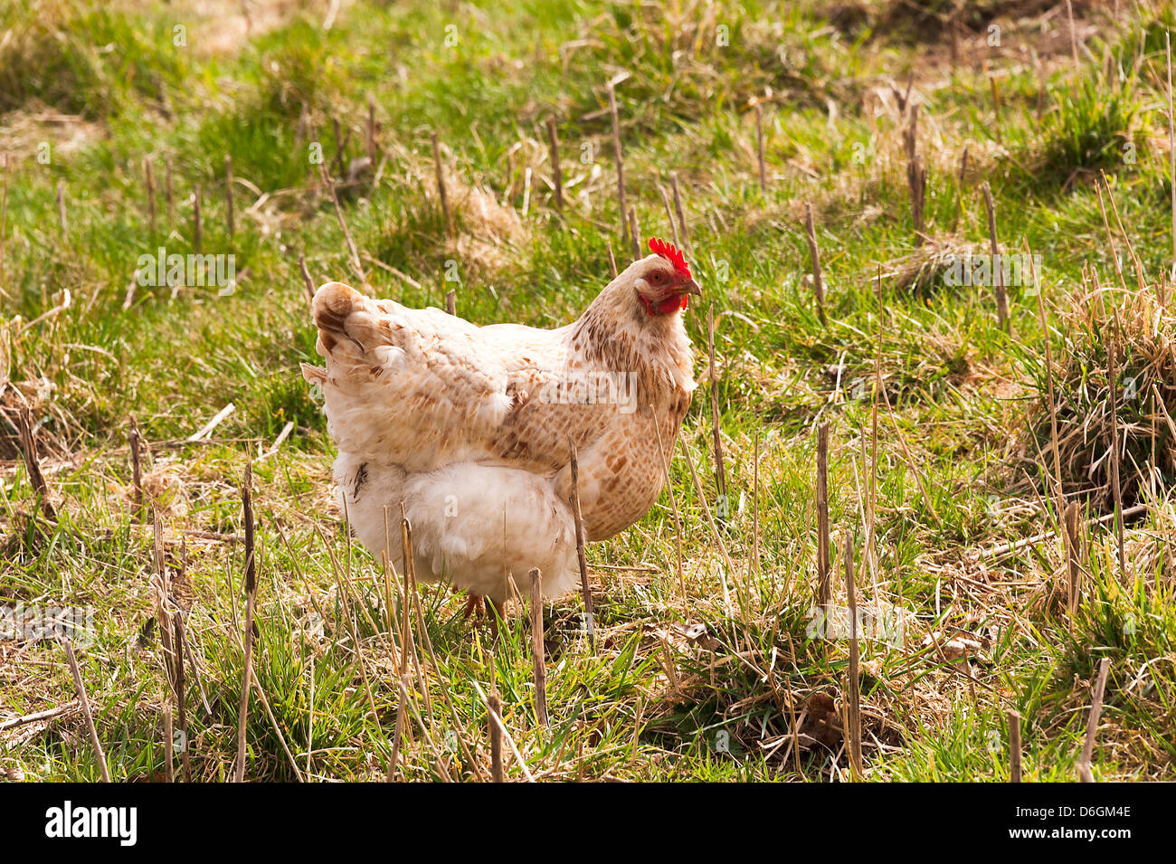 Un bianco ambrato Link seduta di pollo in un raschiamento in un campo a Leadmill vicino a Hathersage Derbyshire England Regno Unito Regno Unito Foto Stock