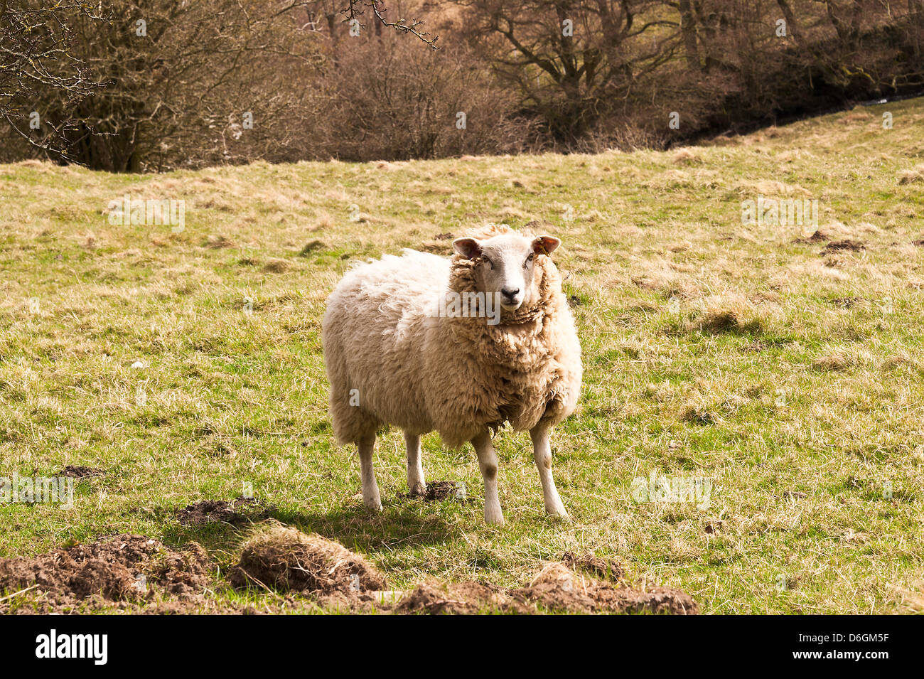 Lonely pascolo di ovini in campo al Leadmill vicino a Hathersage Derbyshire Peak District Inghilterra Regno Unito Regno Unito Foto Stock