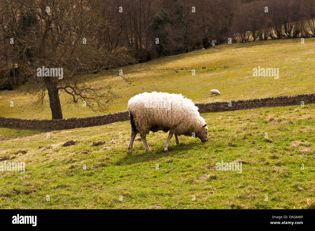 Lonely pascolo di ovini in campo al Leadmill vicino a Hathersage Derbyshire Peak District Inghilterra Regno Unito Regno Unito Foto Stock