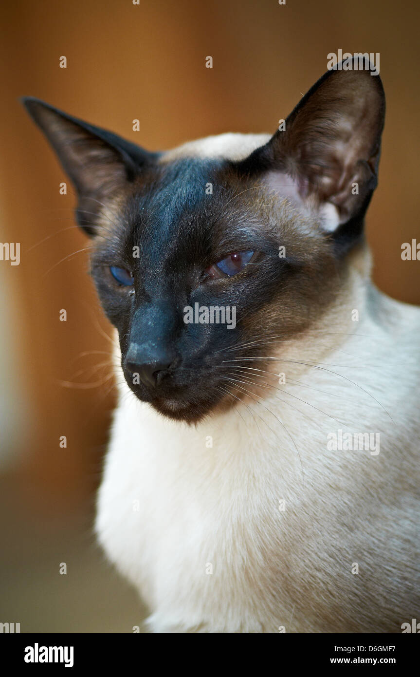 Un gatto siamese gatto con colori vivaci occhi Foto Stock