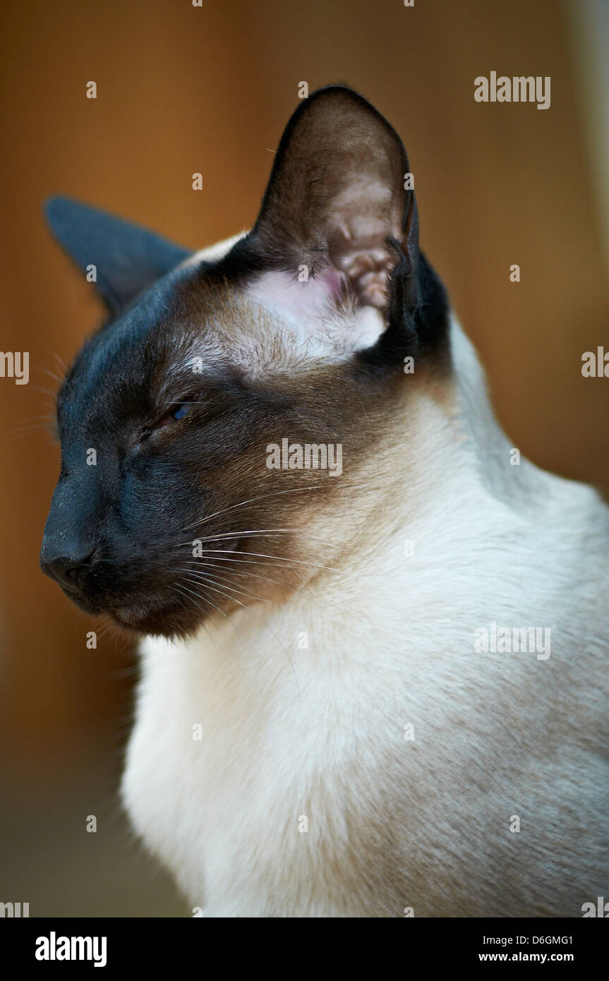 Un gatto siamese gatto con colori vivaci occhi Foto Stock
