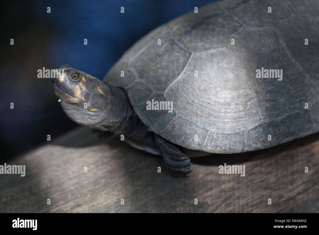 Giallo-macchiato il fiume del Amazon TURTLE Podocnemis unifilis Foto Stock
