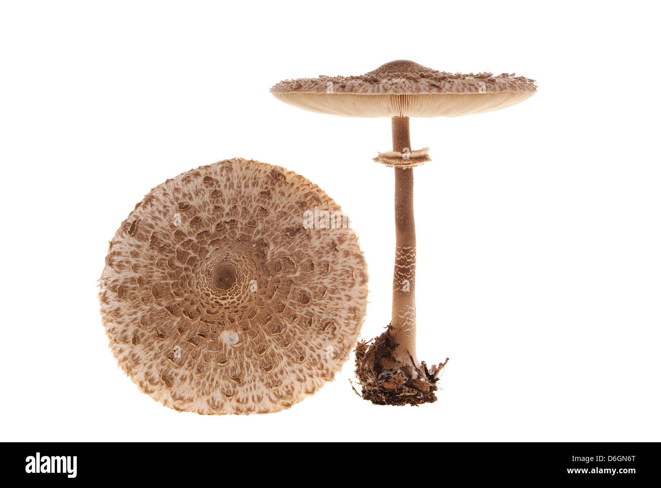 Grandi funghi sulla gamba lunga su sfondo bianco Foto Stock