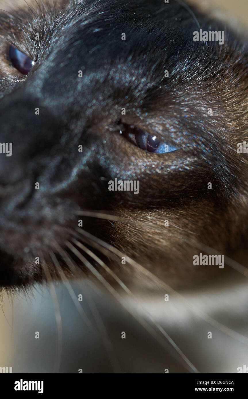 Un gatto siamese gatto con colori vivaci occhi Foto Stock