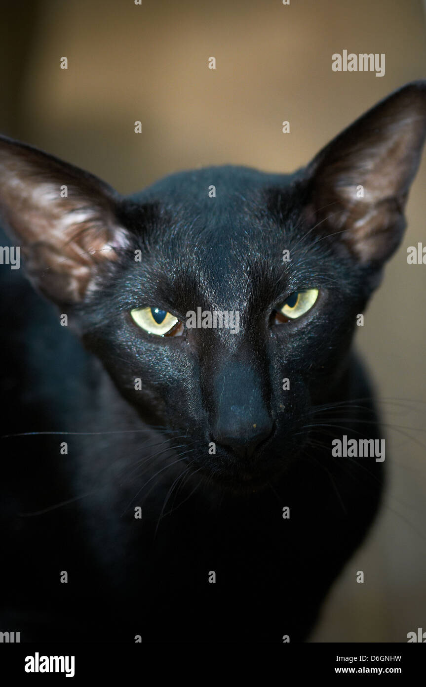 Un gatto siamese gatto con colori vivaci occhi Foto Stock