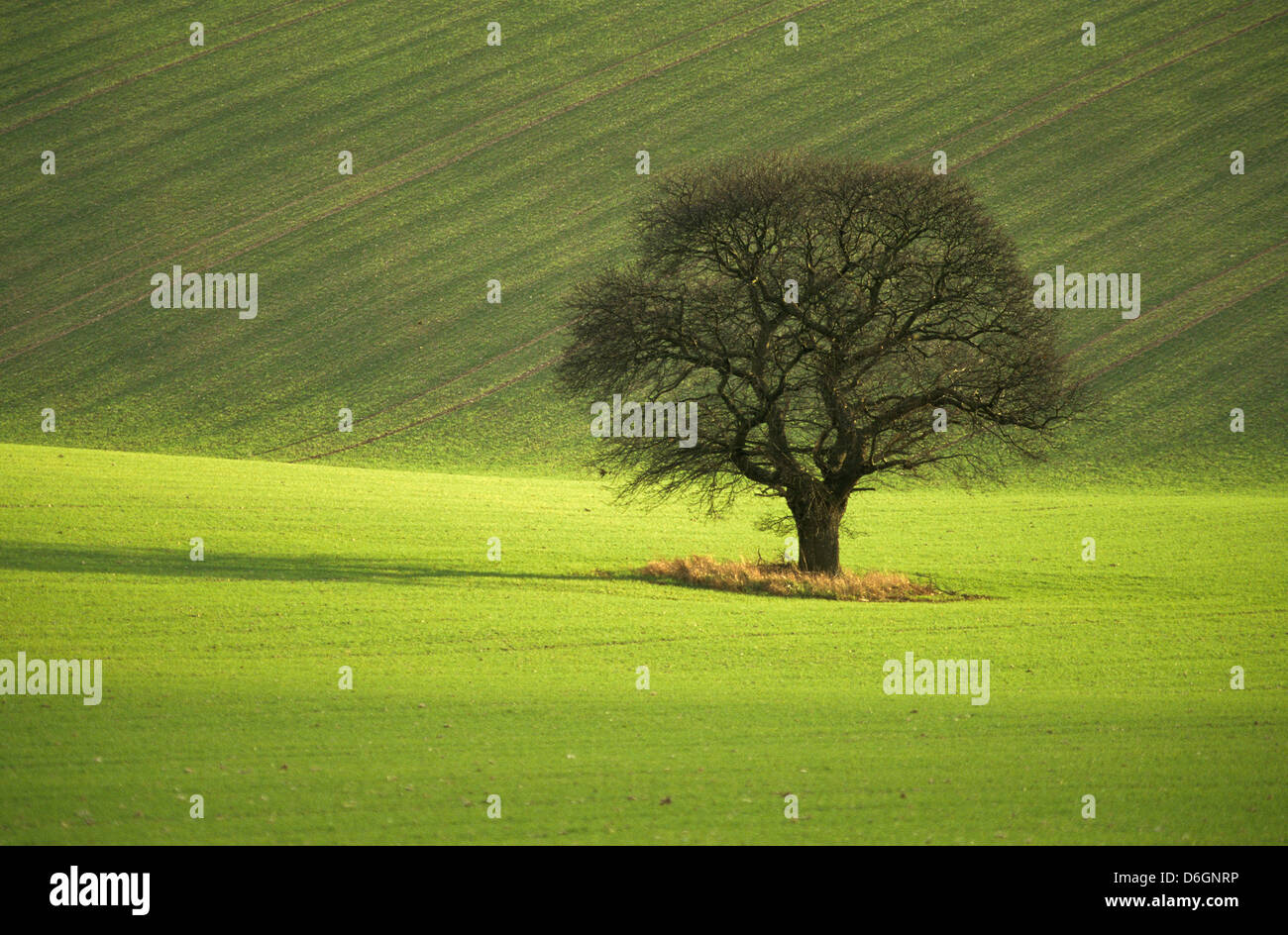 Un solitario Sweet Chestnut Tree in un campo Foto Stock