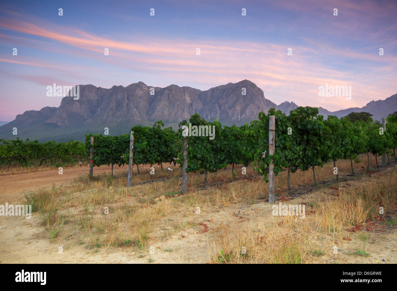 Tramonto su un vigneto con Table Mountain in background, Stellenbosch, Cape Winelands, Western Cape, Sud Africa Foto Stock