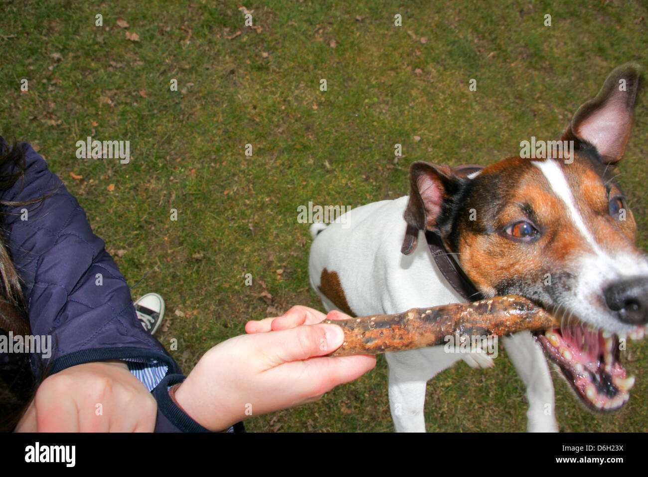 Il Pet Jack Russell cane salto per stick Foto Stock