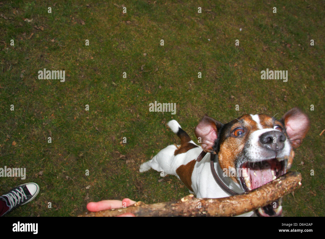 Il Pet Jack Russell cane salto per stick Foto Stock