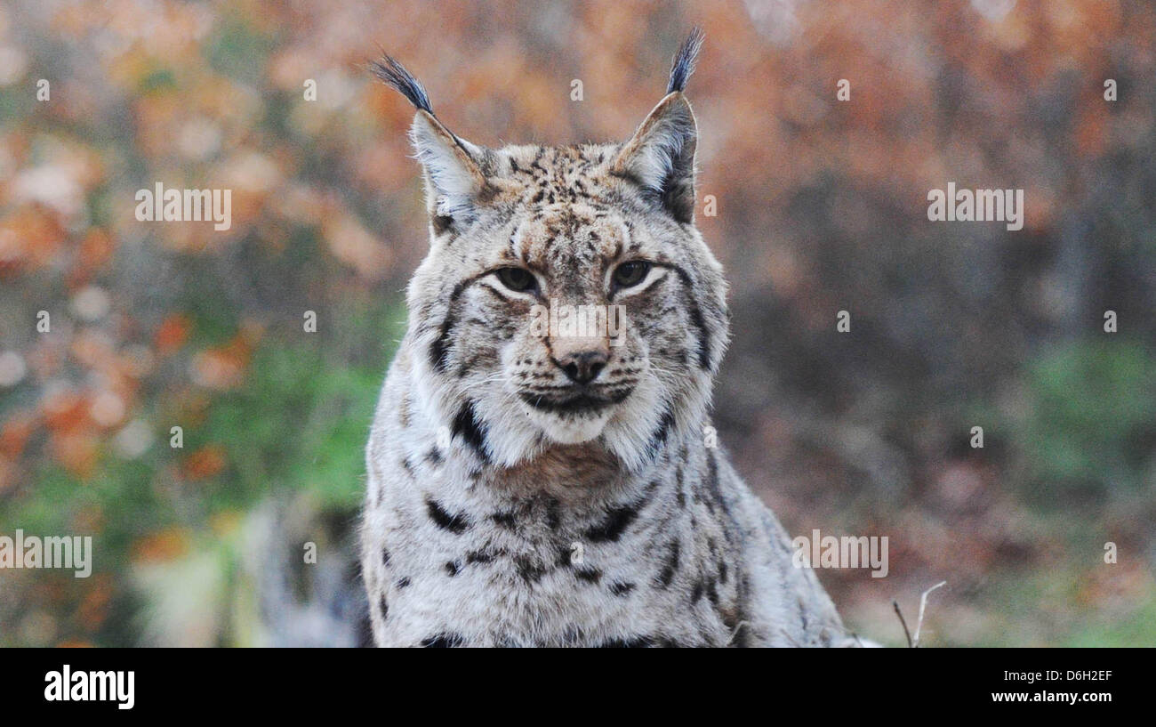 Una lince si siede nel suo contenitore sul Rabenklippe di Bad Harzburg, Germania, 28 febbraio 2012. Lince sono di medie dimensioni wildcats che sono solitari cacciatori attivi al crepuscolo. Foto: JULIAN STRATENSCHULTE Foto Stock