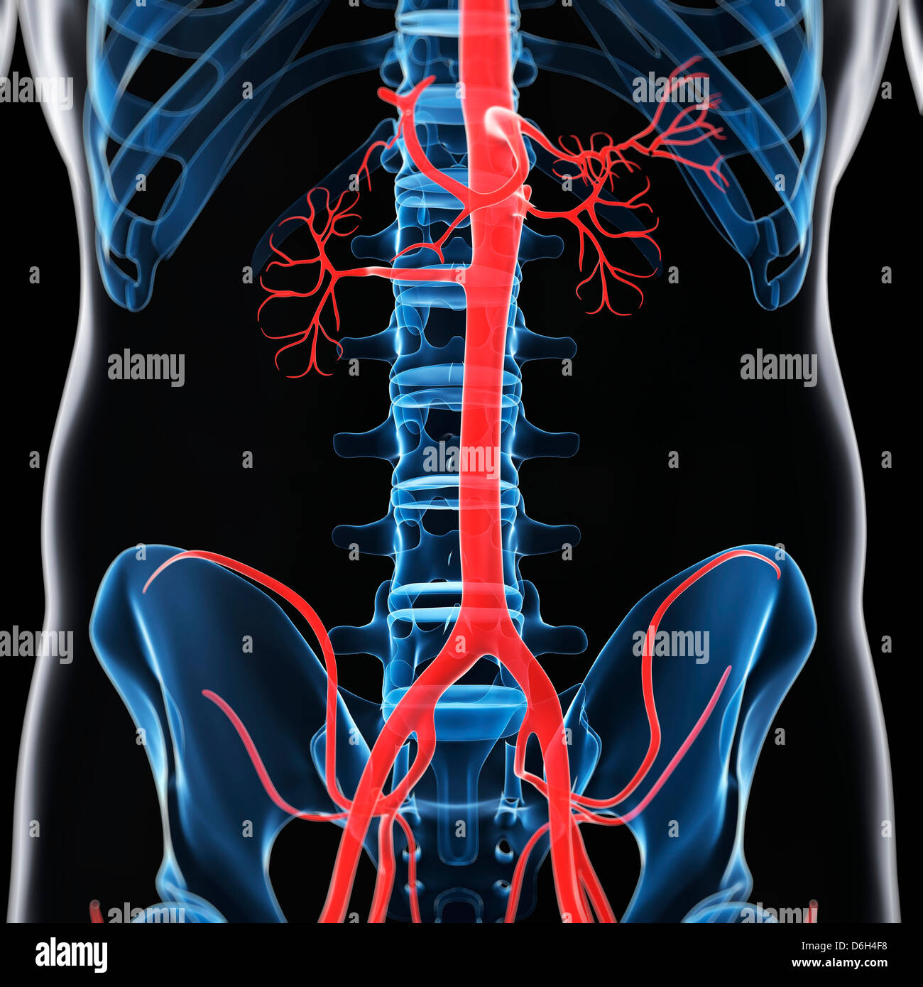 Aorta addominale, artwork Foto stock Alamy