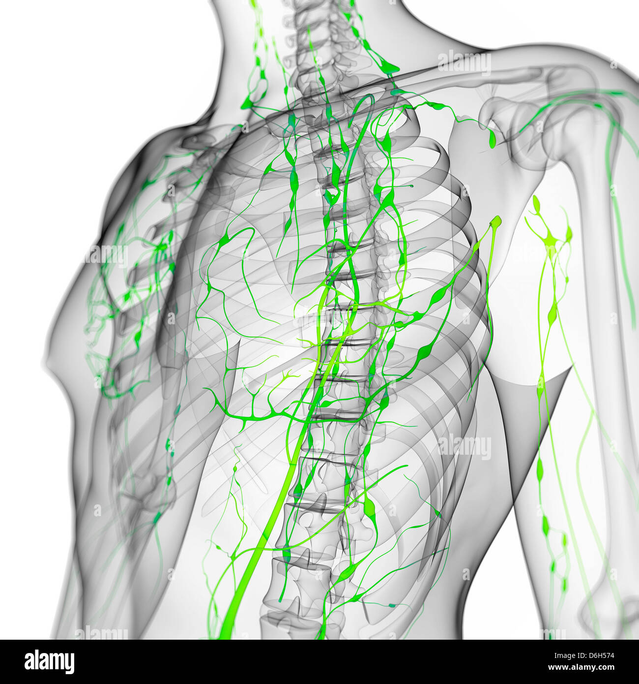 Sistema linfatico, artwork Foto Stock