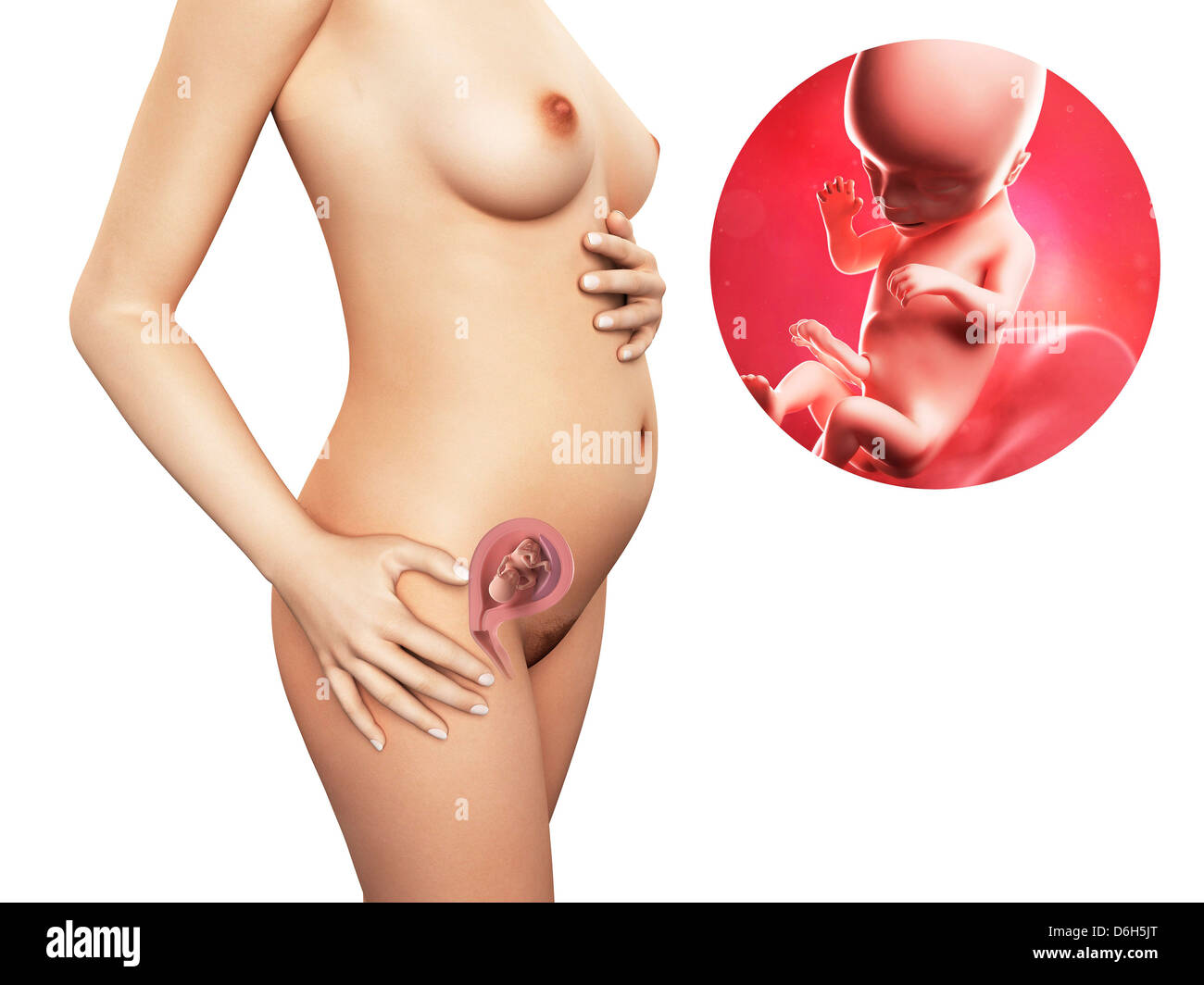 Settimana di gravidanza 16 immagini e fotografie stock ad alta risoluzione  - Alamy