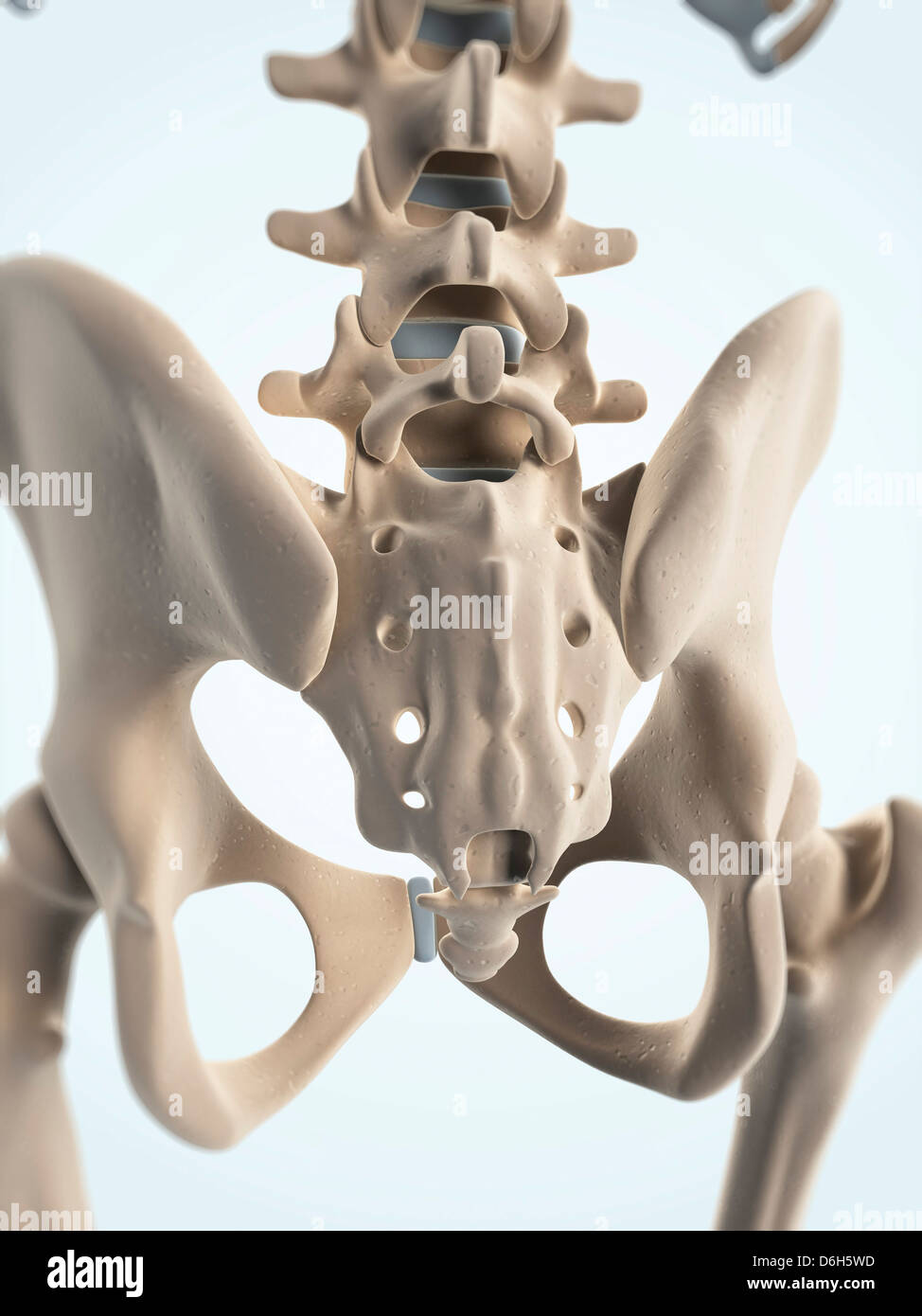 Le ossa del bacino, artwork Foto Stock