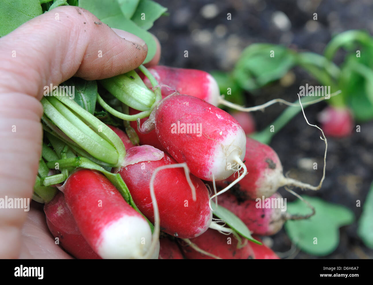 Close up di ravanelli in una mano appena raccolto Foto Stock