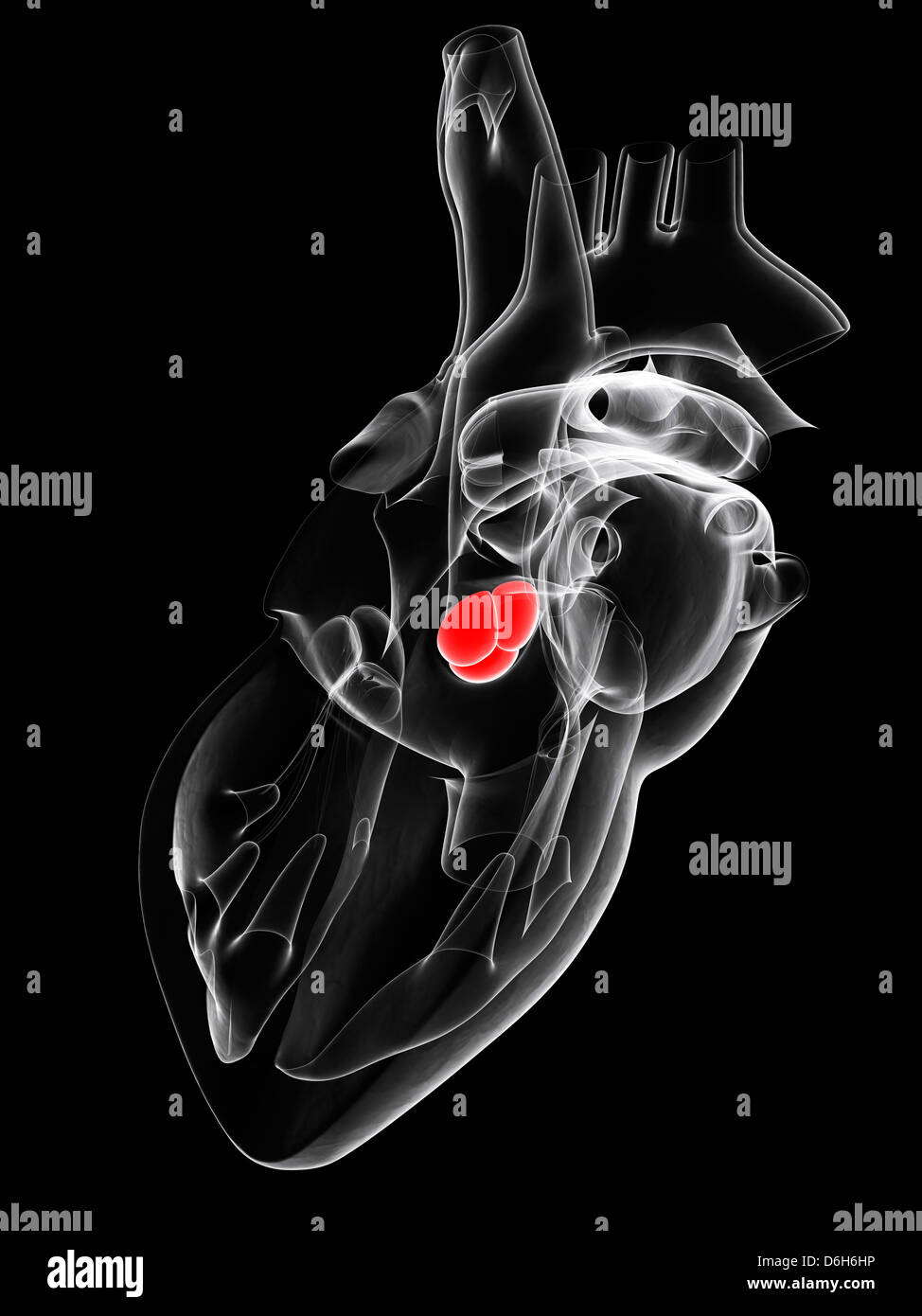Valvola aortica, artwork Foto Stock