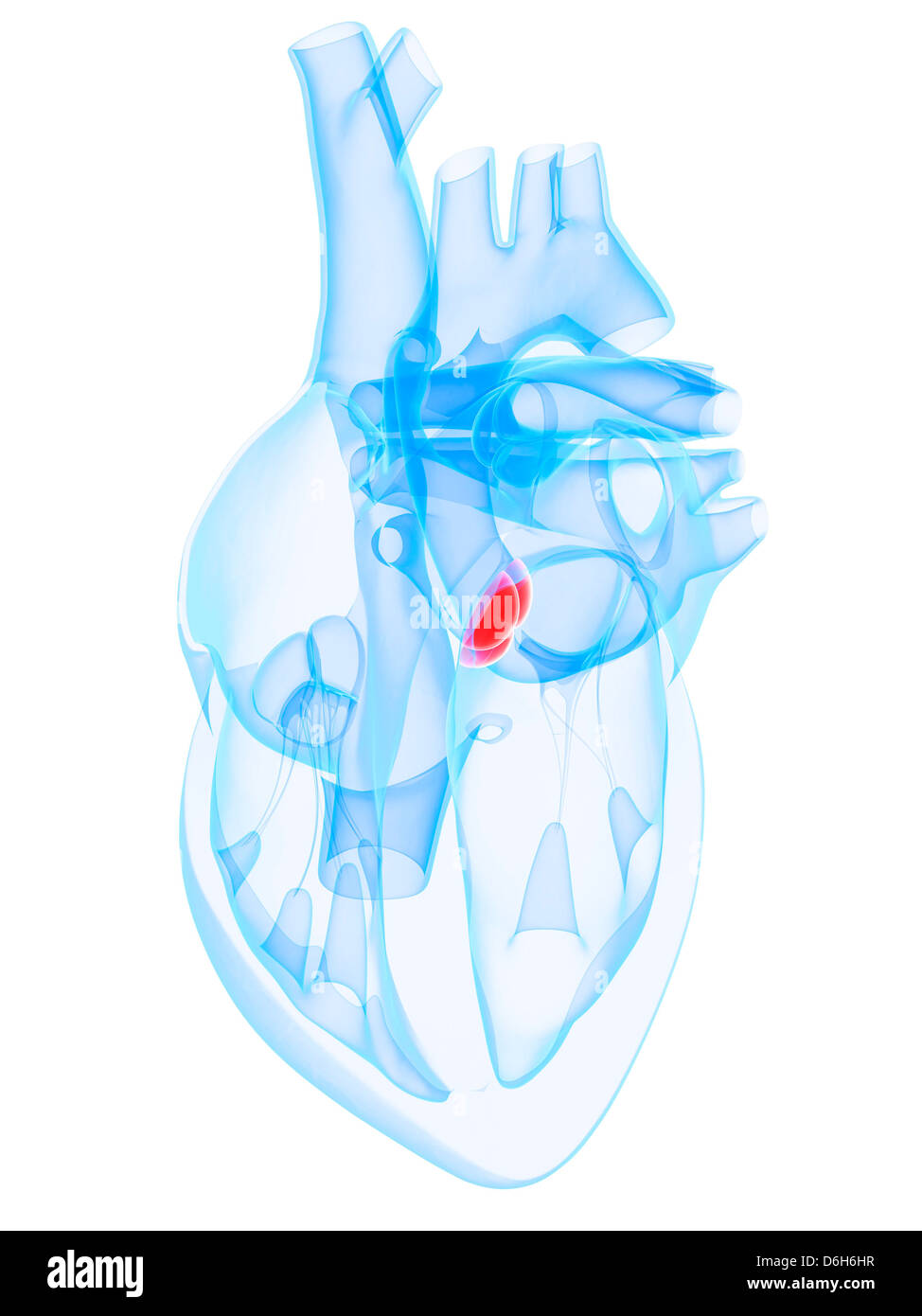 Valvola aortica, artwork Foto Stock