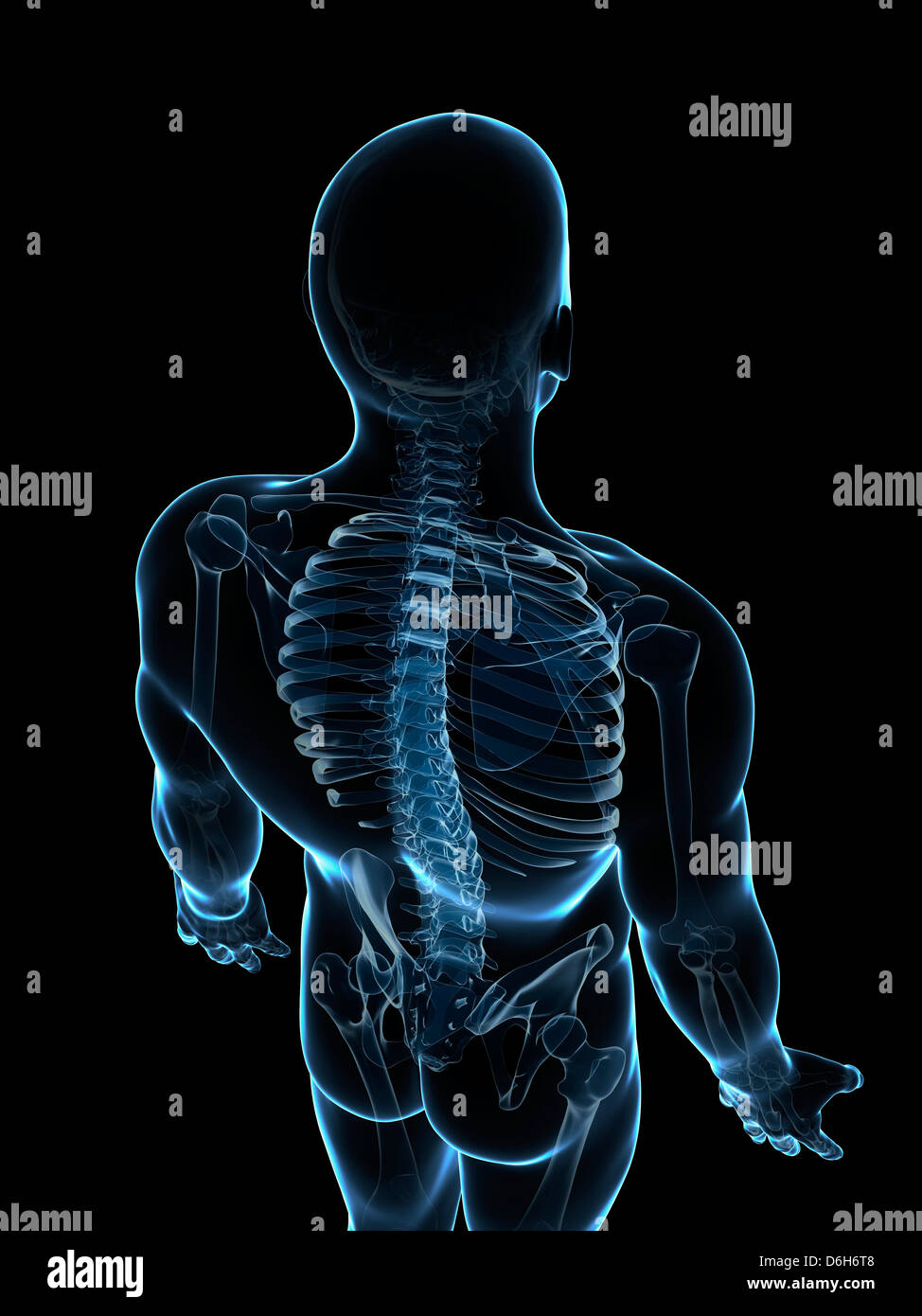 Scheletro maschio, artwork Foto Stock