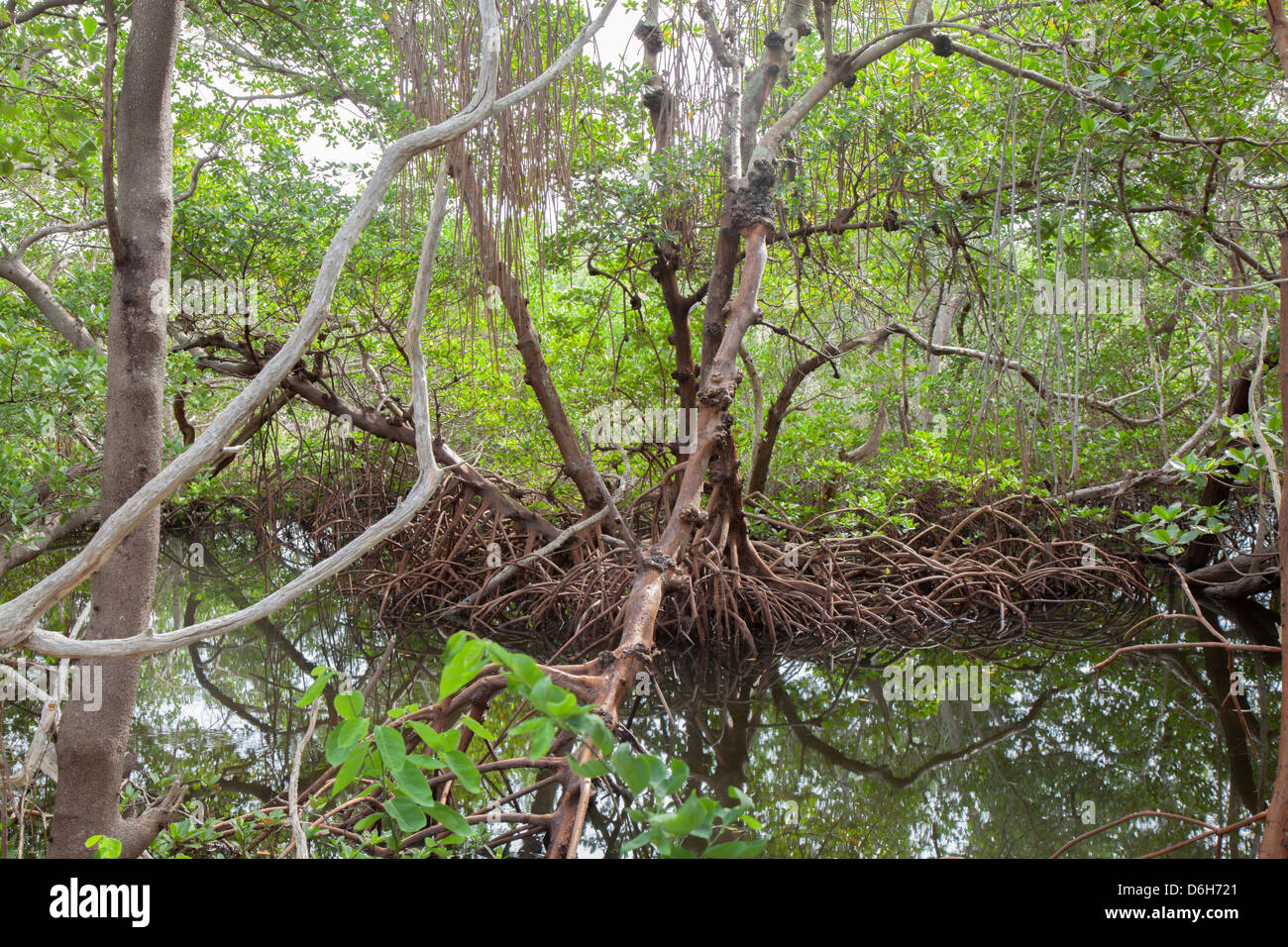 Palude di mangrovie al Robinson preservare in Northwest Bradenton Florida USA Foto Stock